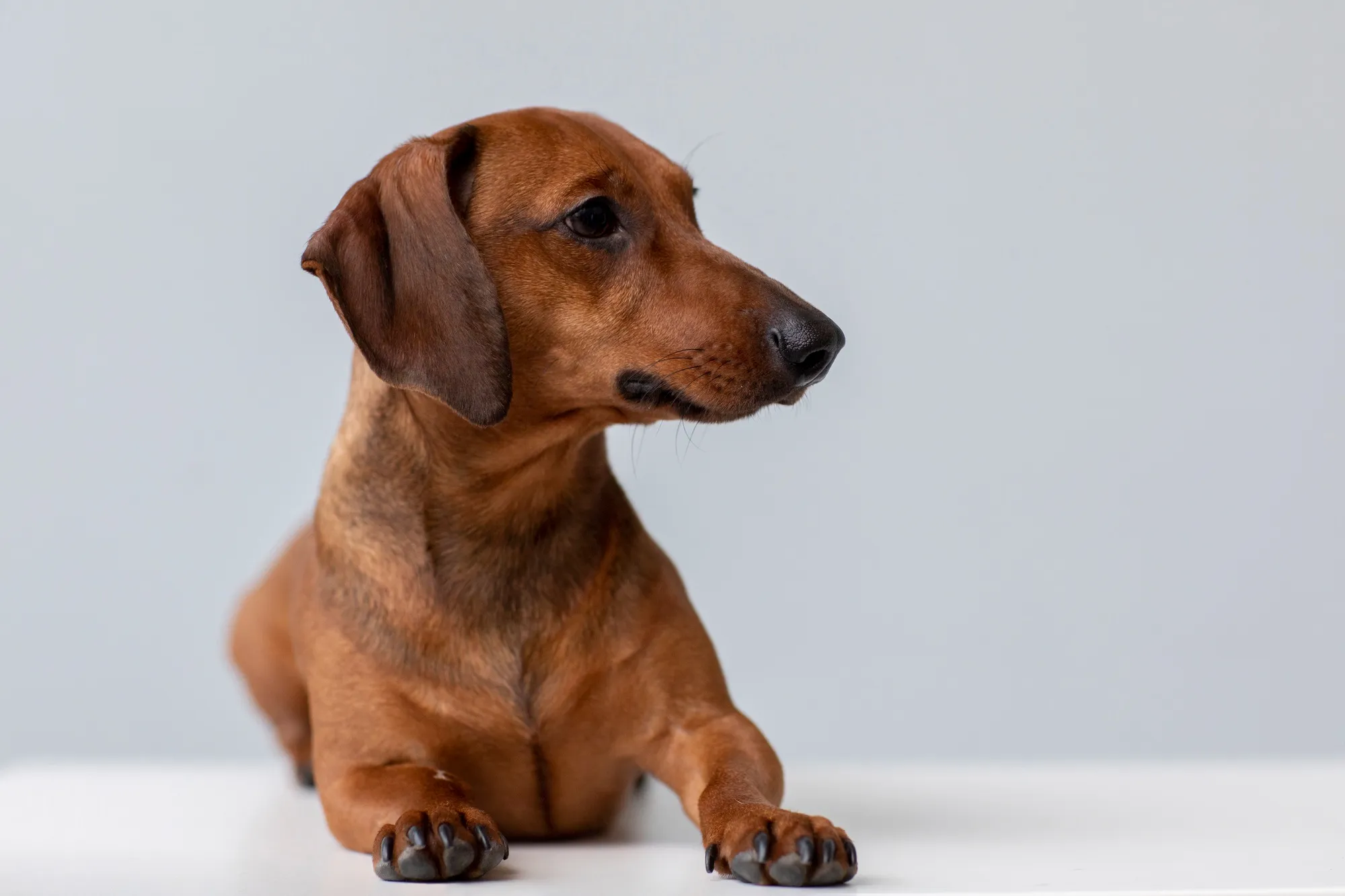 furosemide for dogs