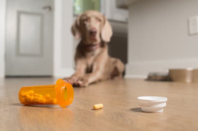 a-guide-to-fluconazole-for-dogs-carecard