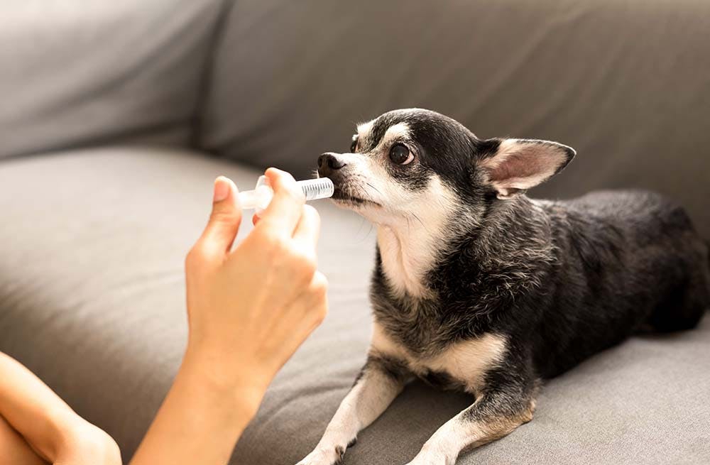 How Can I Save Money On My Dog's Prescription?