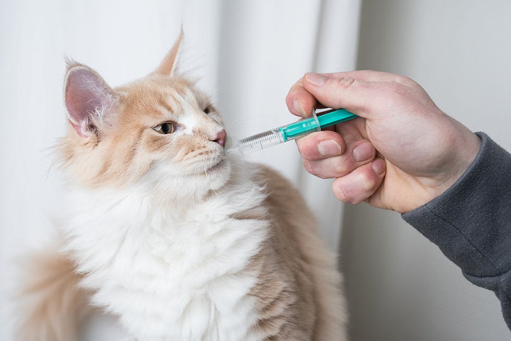 How Can I Save Money On My Cat’s Prescriptions?