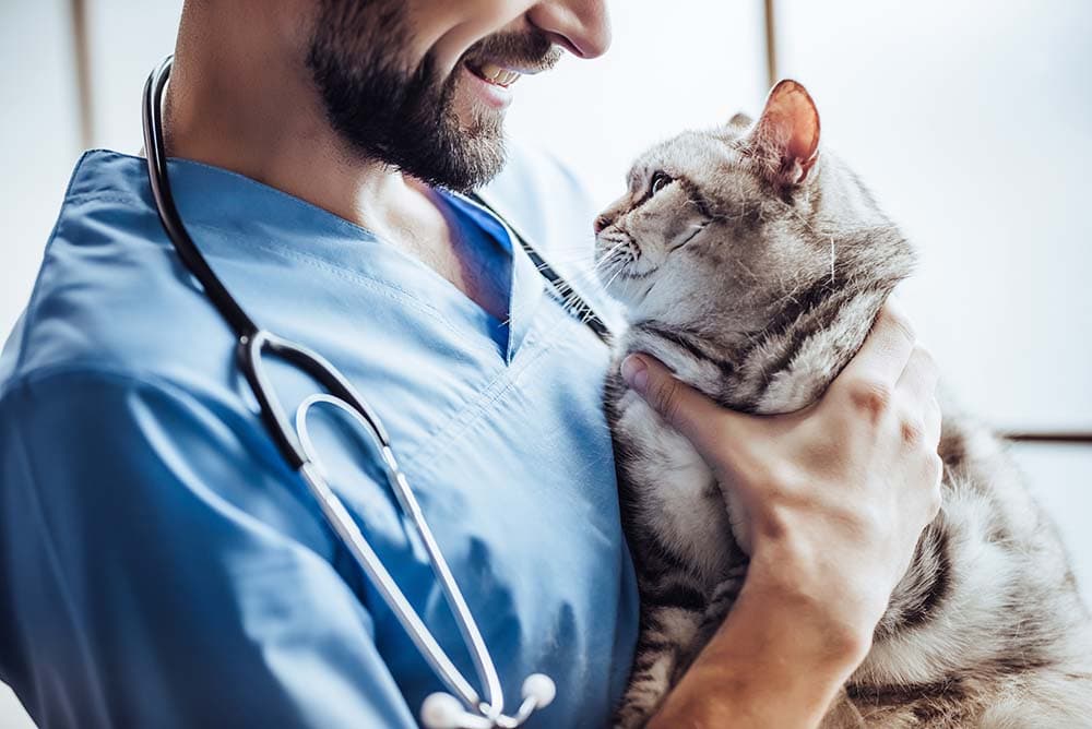 Cat at vet