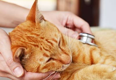 Metronidazole for cats