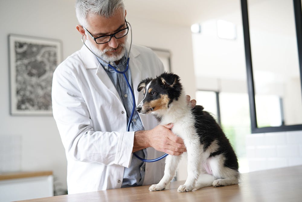 Diphenhydramine for Dogs
