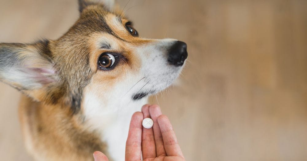 Dog Medication