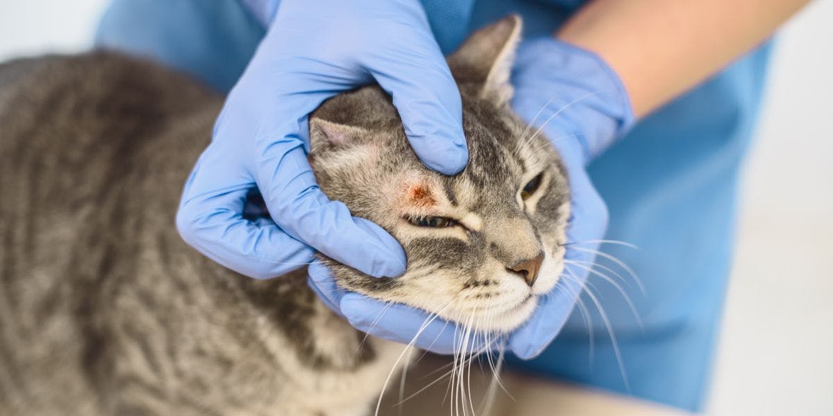 Doxepin for Cats