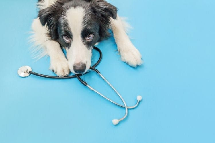 What Is the Most Effective Painkiller for Dogs?